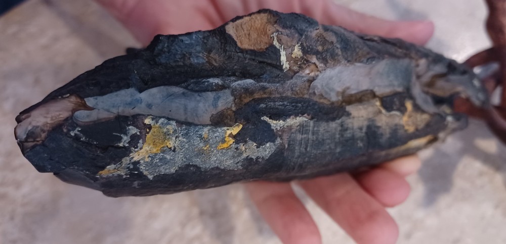 Unknown Large Fossil