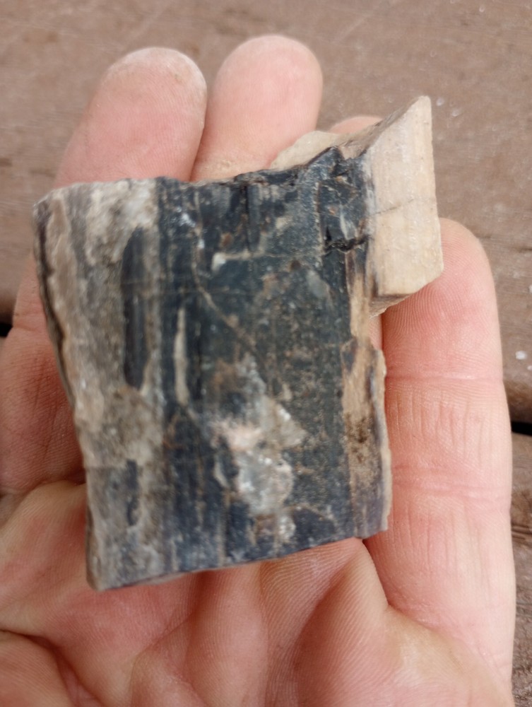 petrified wood