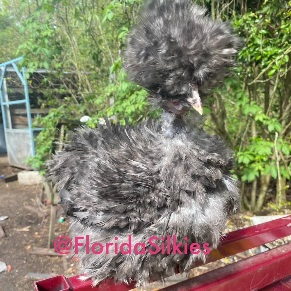 Silkie Hatching Eggs Assorted Colors (READ!) 4+