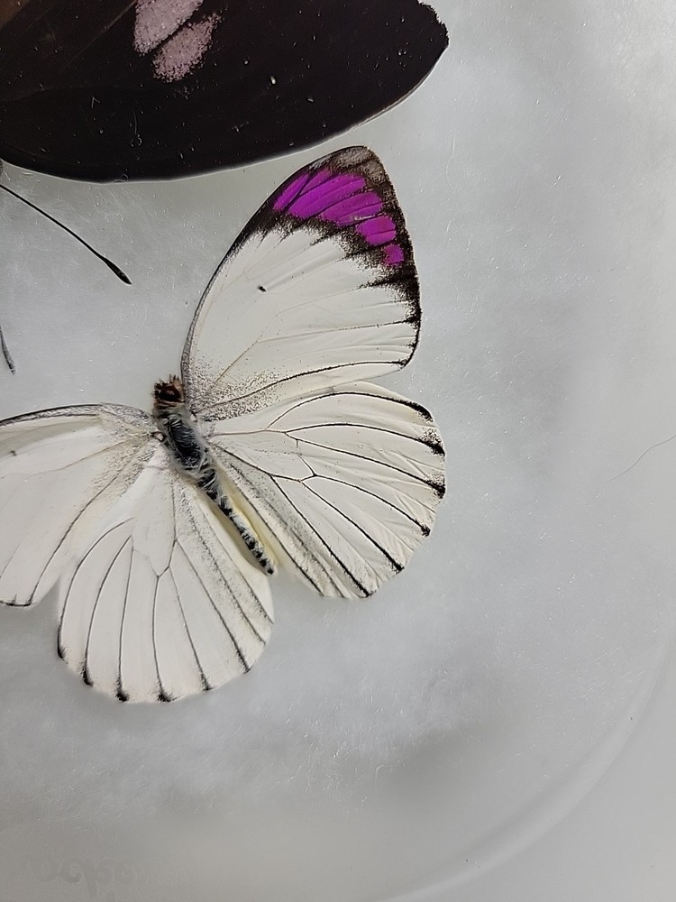 REAL BUTTERFLY COLLECTION MIXED Lot 5