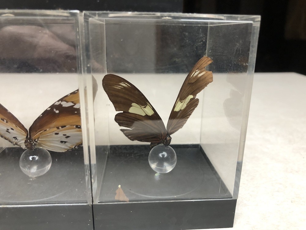 7 Mounted Butterfly Specimens In Acrylic Cases
