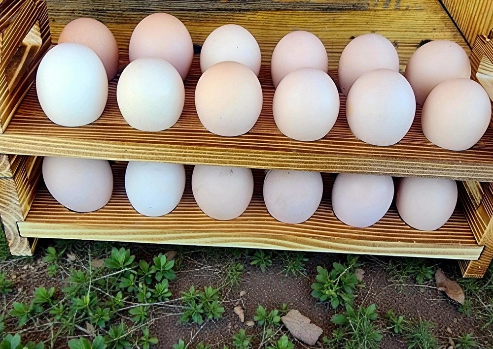 Buff Orpington Fertile Hatching Eggs 12+ NPIP Certified