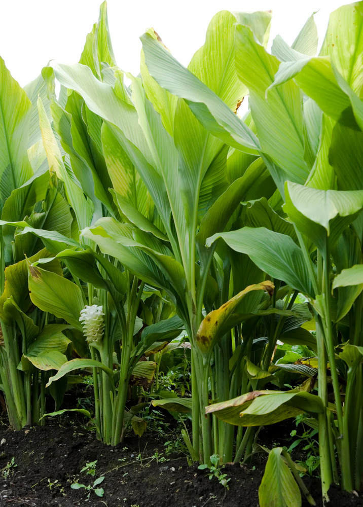 1 Yellow Turmeric Ginger Starter Plug - Curcuma longa