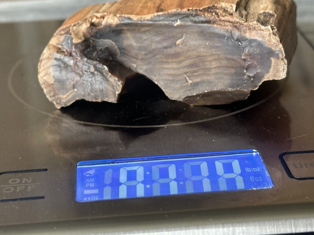Central Oregon Petrified Wood 11.4oz