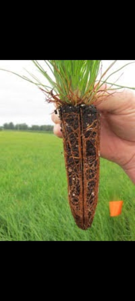 50 Containerized Longleaf Pine Seedlings (NOT BARE ROOT)