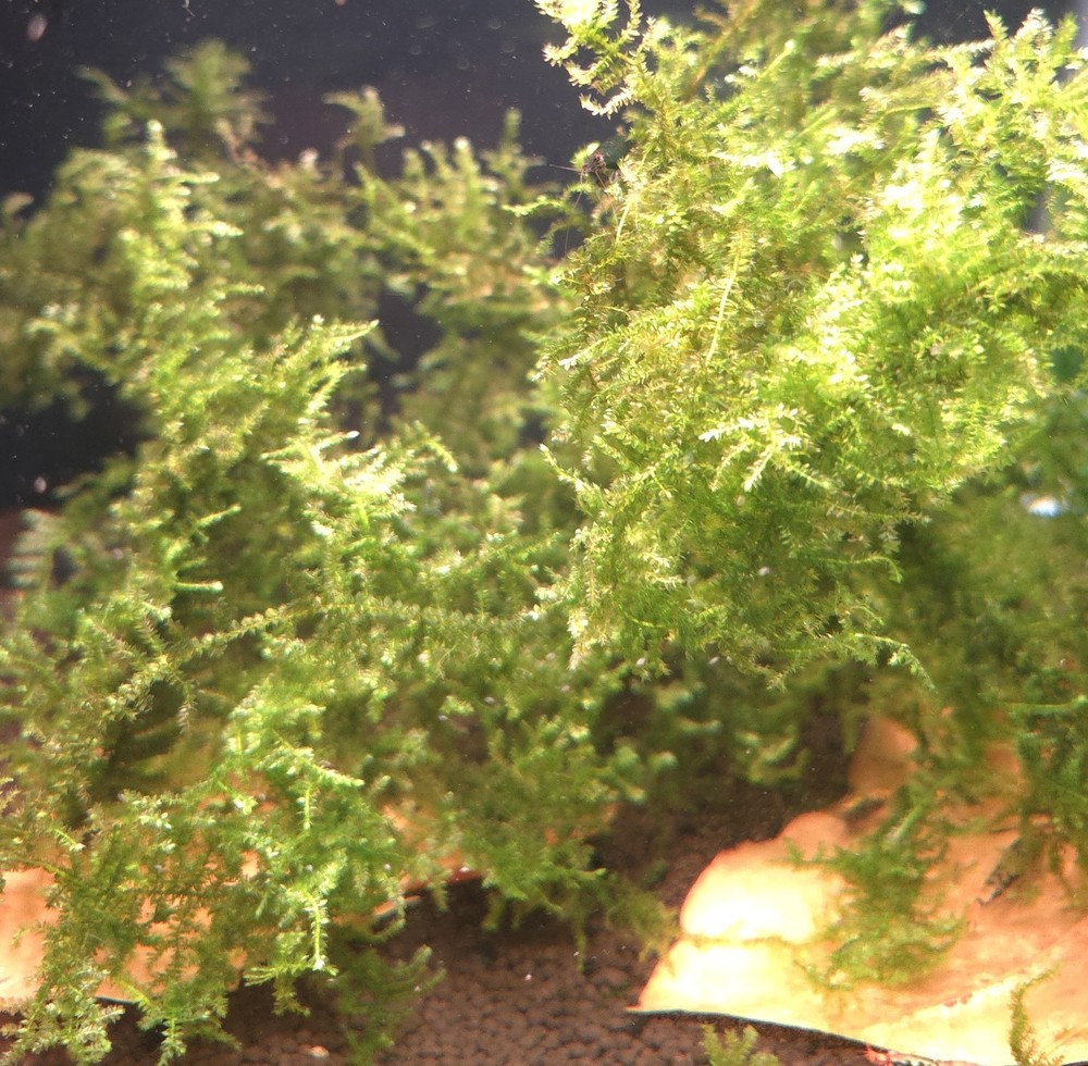 Triangle Moss Live Aquatic Moss Live Arrival Guarantee