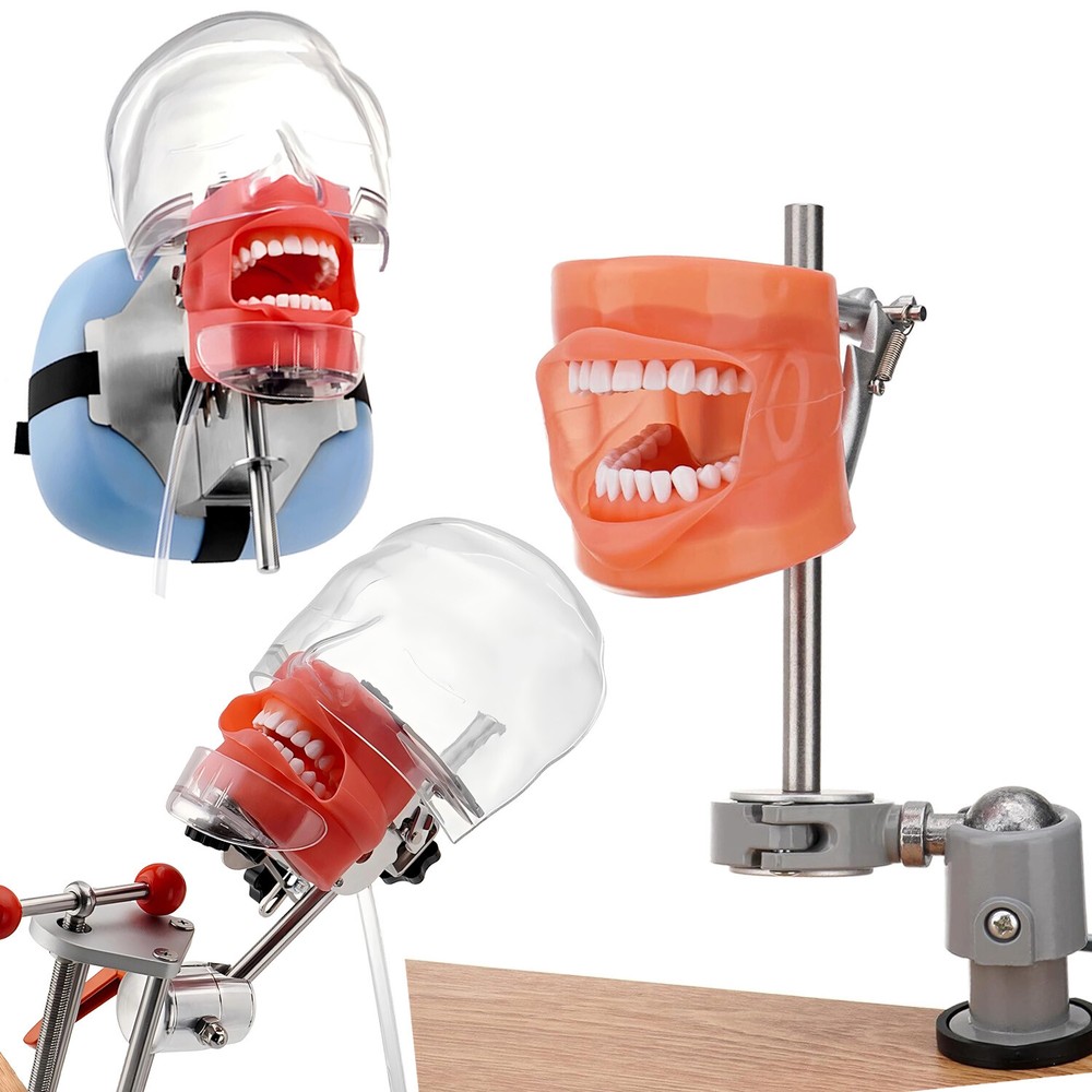 Dental Simulator Mannequin Head Teeth Model Typodont Model &Teeth Mount Pole USA
