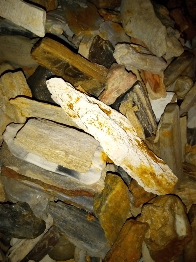 petrified wood pieces!