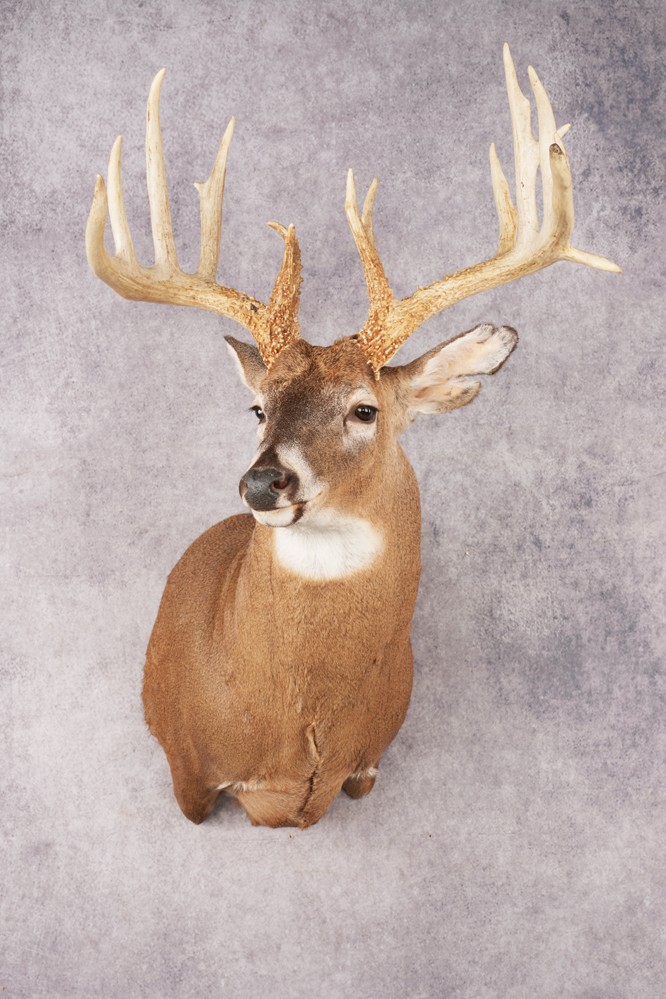 Whitetail Deer SKU 3220