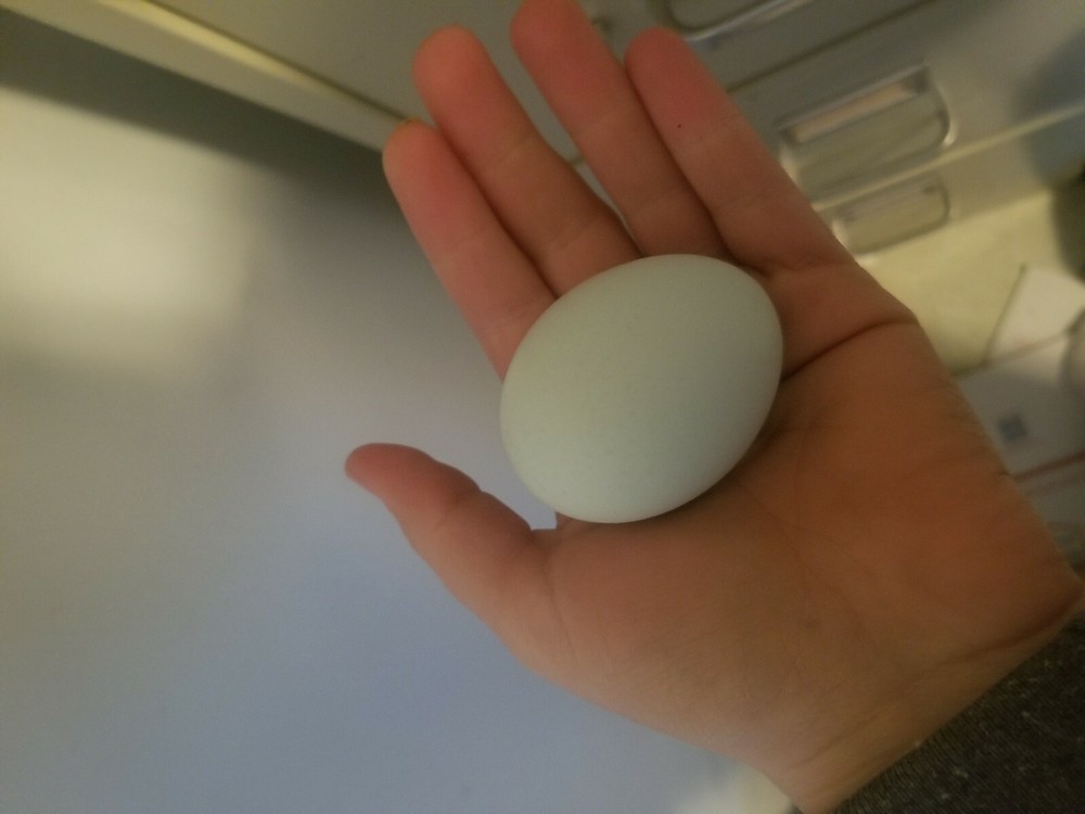 6 Fresh & Fertile Chicken Hatching Eggs - OLIVE EGGER