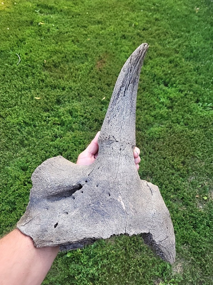 Historic Large Bison Horn Core Partial Skull river find