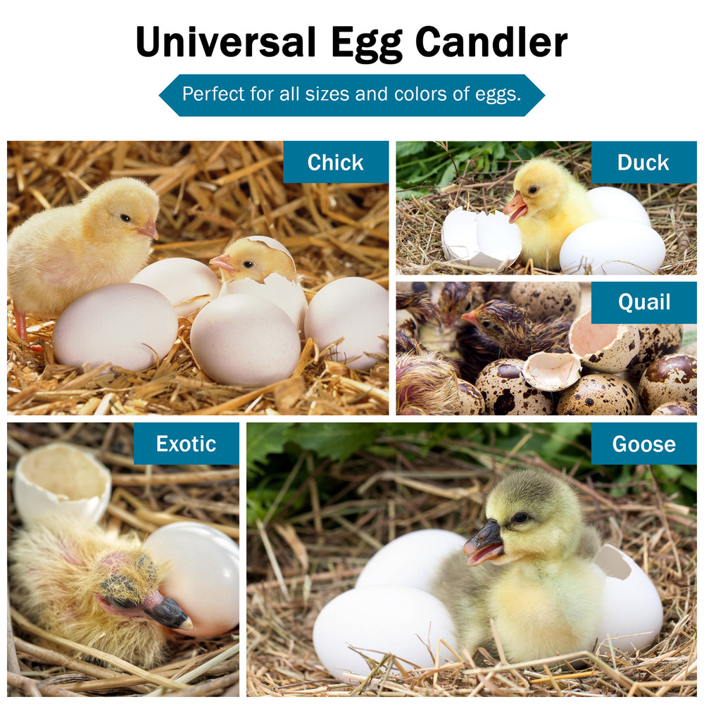 Incu-Bright™ Cool Light Egg Candler & Tester | 9 LED | Ultra Bright and Compact