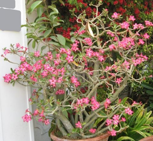 Adenium multiflorum ( Impala Lily ), 7 seeds