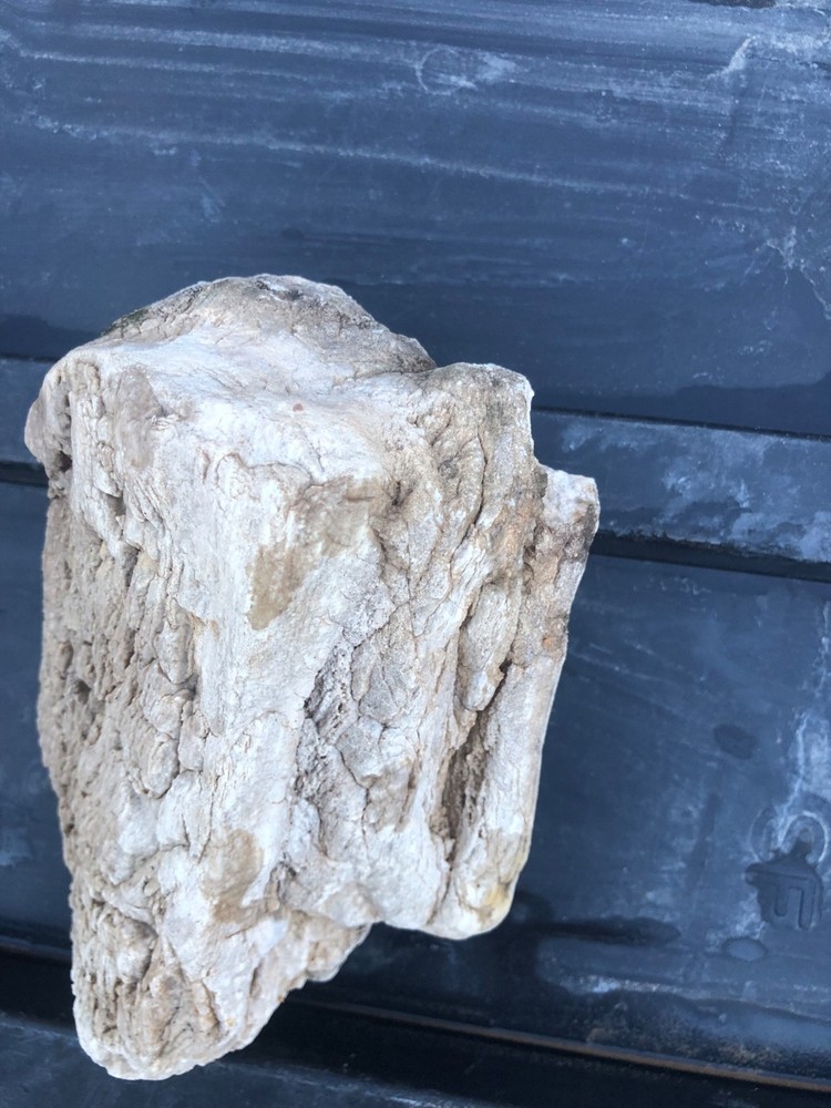 petrified wood from New Mexico