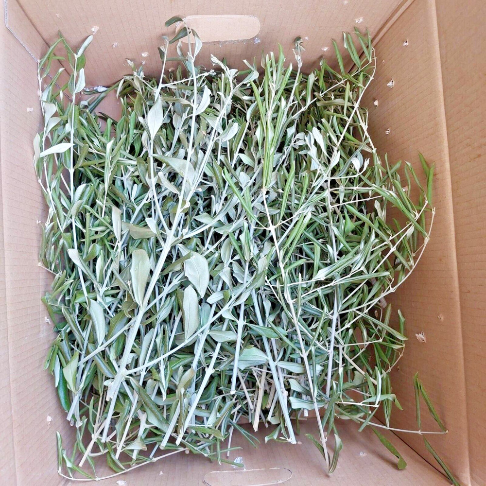 Fresh Olive Branches 40cm Long Easter Decoration 100pcs Branches