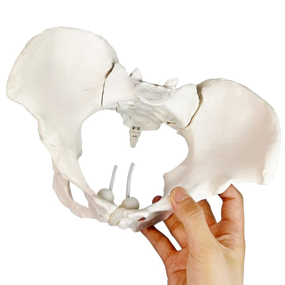 Life Size Female Pelvis Model - Flexible Joints