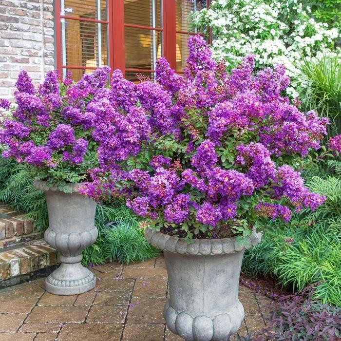 1 Purple Crape Myrtle 12-18" Bare Root Starter Plant
