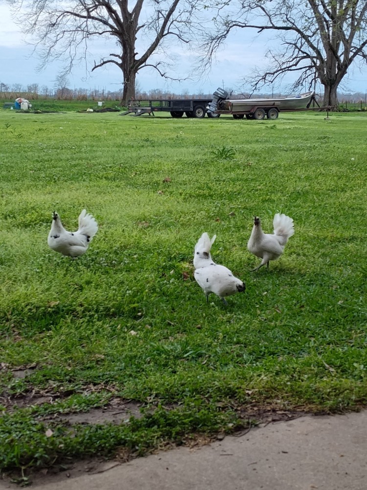 F2 Zombie Hatching Eggs (6) NPIP Certified