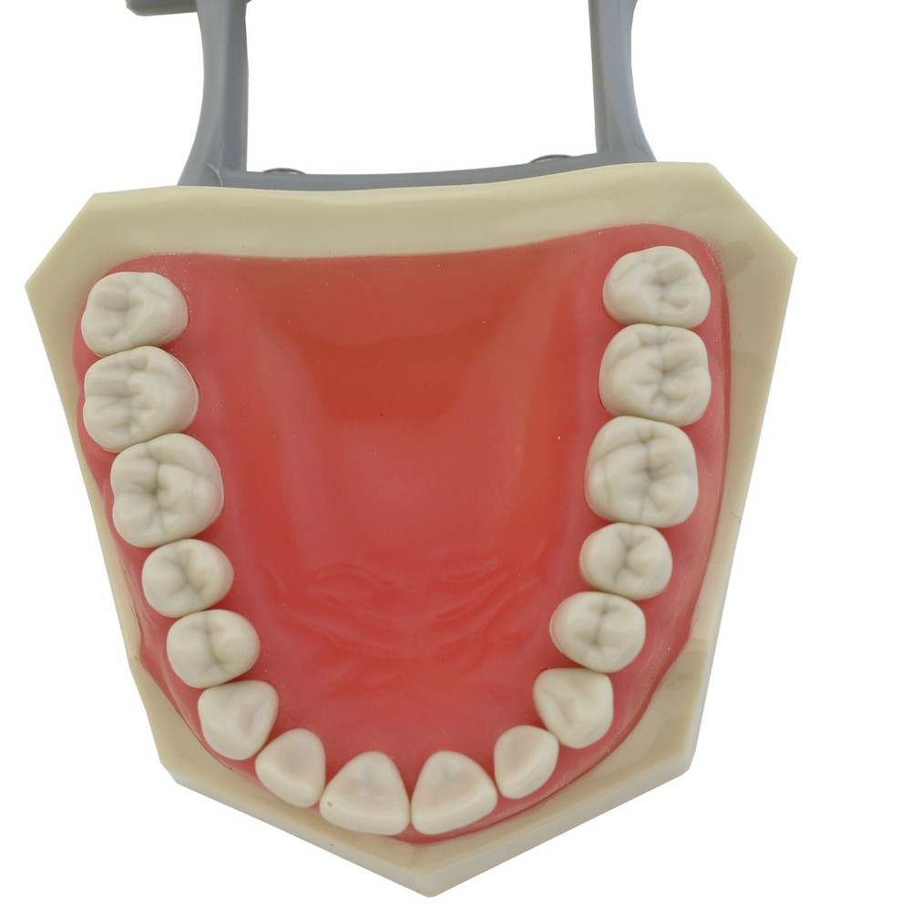 Columbia Dentoform 860 Dental Typodont Model Mounting Pole 32pcs Removable Teeth