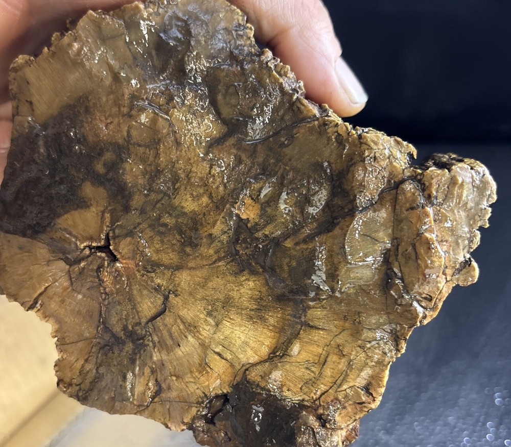 petrified wood Full Round