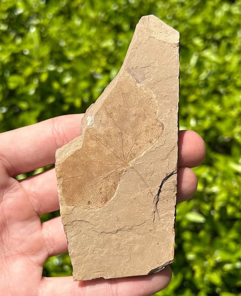 Leaf Fossil Matrix McAbee Shale Canada Eocene Leaves Cache Creek Kamloops