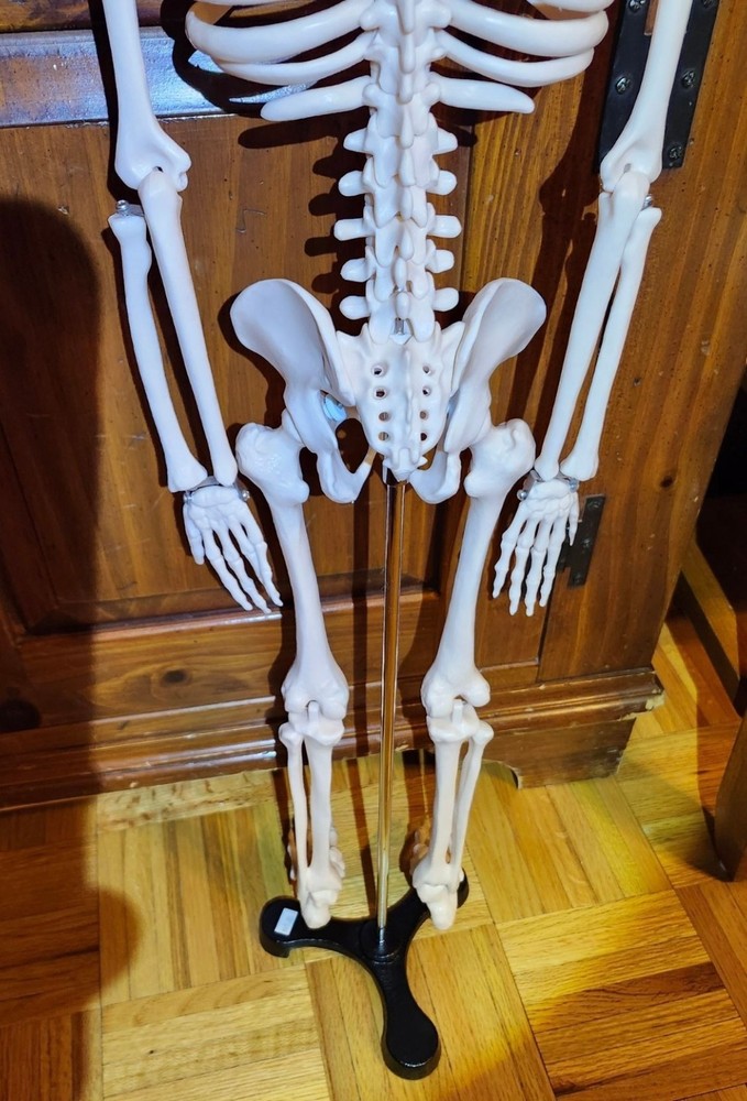 Anatomical Human Skeleton Model Educational Display & Decor