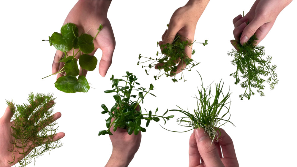Easy Beginner Friendly 6 Plant Live Aquarium Plant Bundle