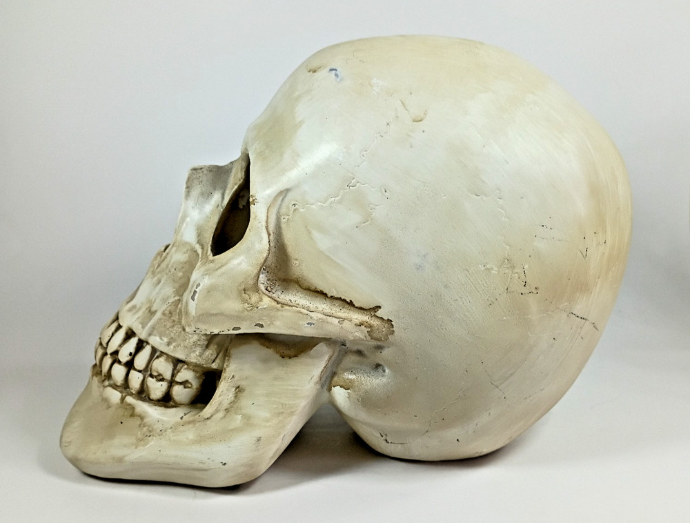 Faux HUMAN SKULL, Full Size Realistic Replica, Science Study Specimen.