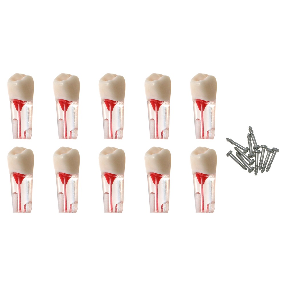 10Pcs Dental Endo Root Canal Teeth Model Study RCT Practice Typodont Model #778
