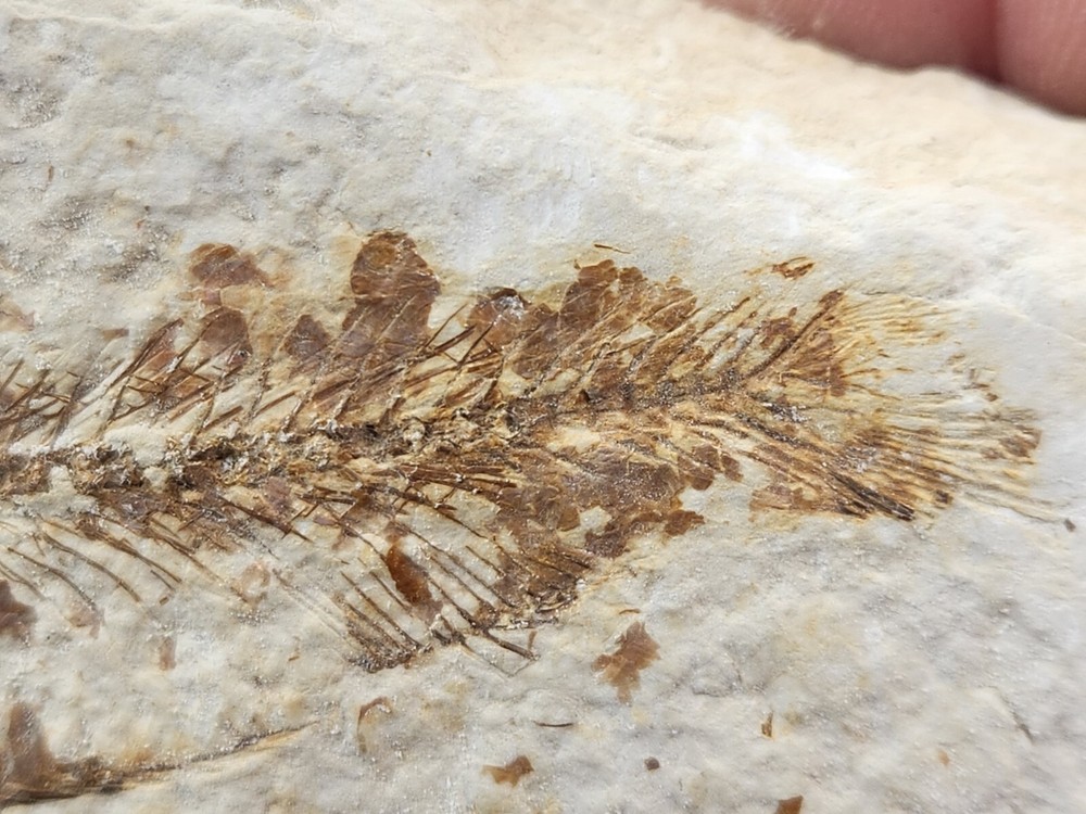 Knightia eocaena Fossil Fish - Green River Fm. - Split Fish Layer - WY