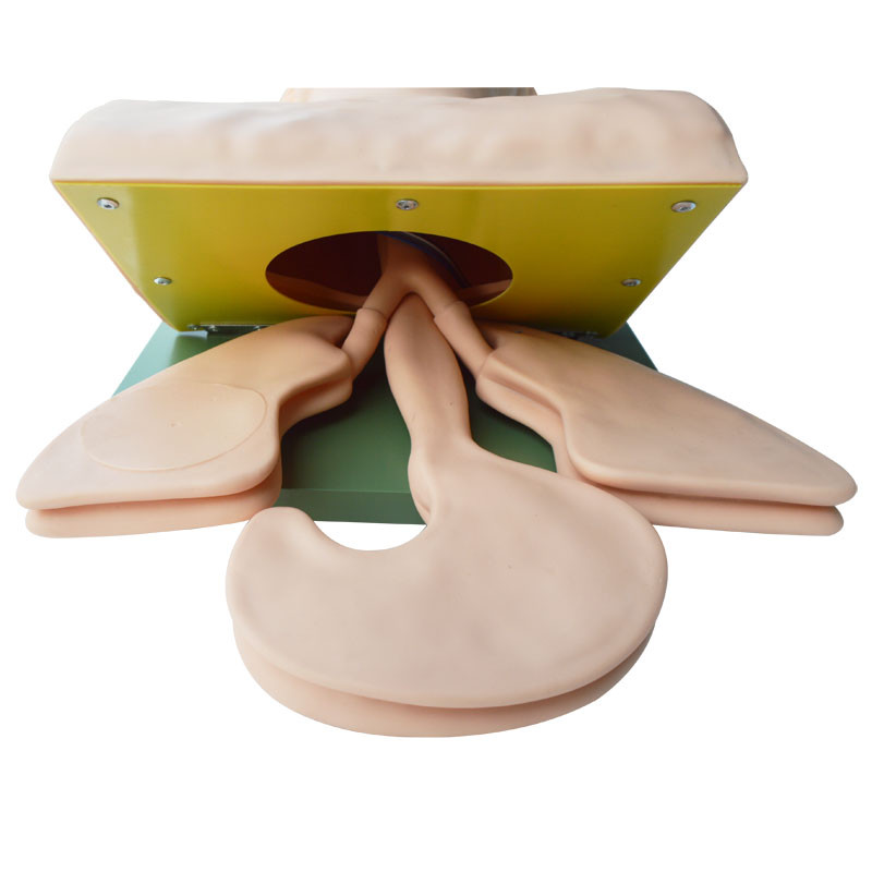 Teaching Model Airway Management Trainer Intubation Manikin Study for Training