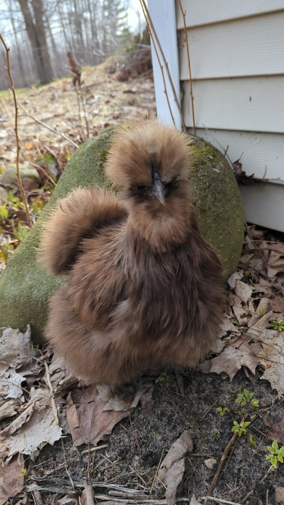 10 +Extras Chocolate partridge silkie hatching eggs