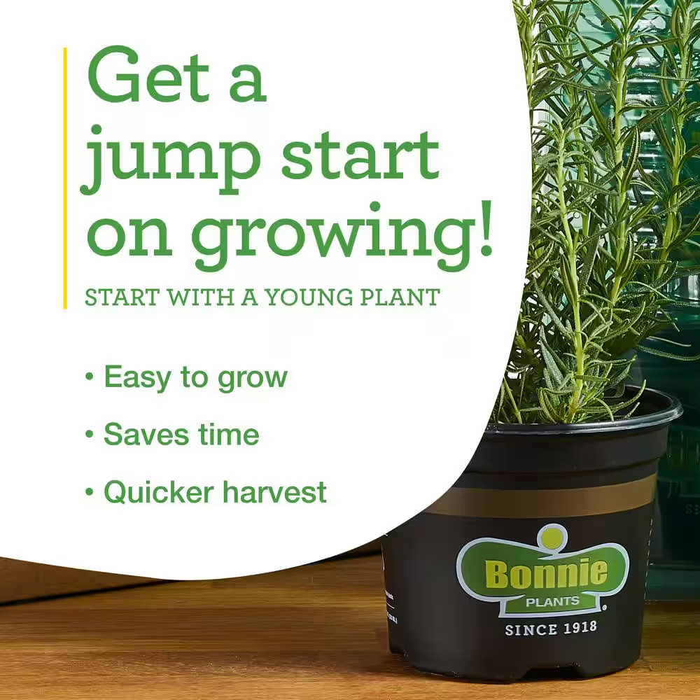 19 Oz. Rosemary Plant, 2-Pack