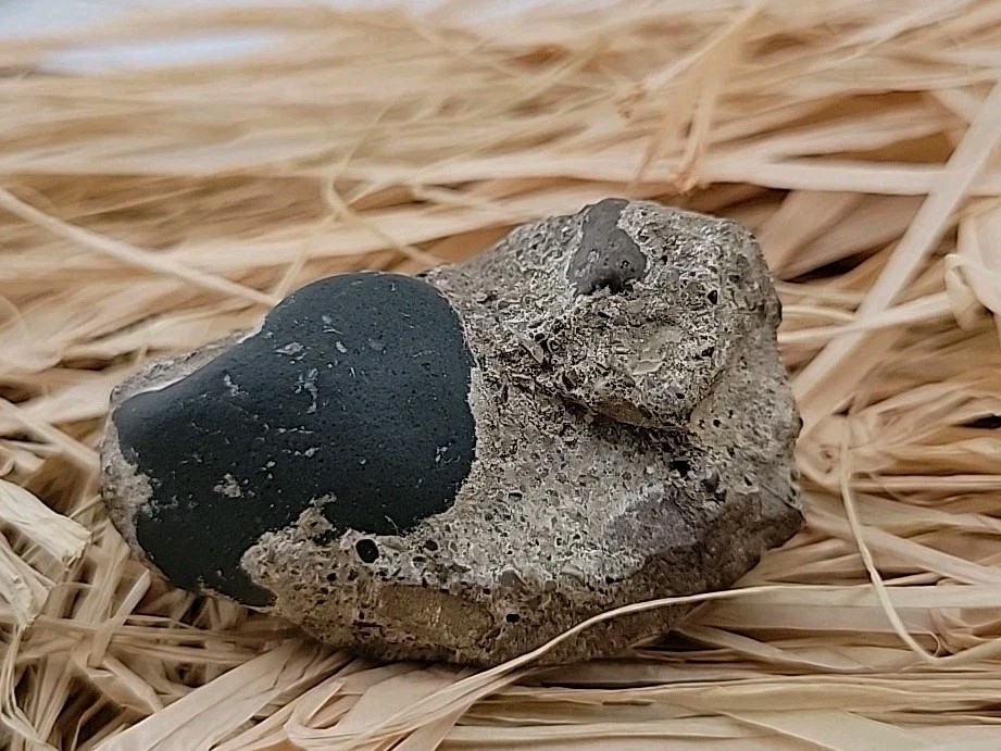 Egg Fossil Reptile Permineralized Compression Fossil