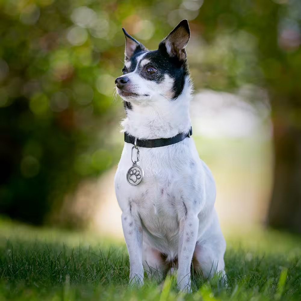 Microlink Pet Tag Carabiner - Stainless (2-Pack)