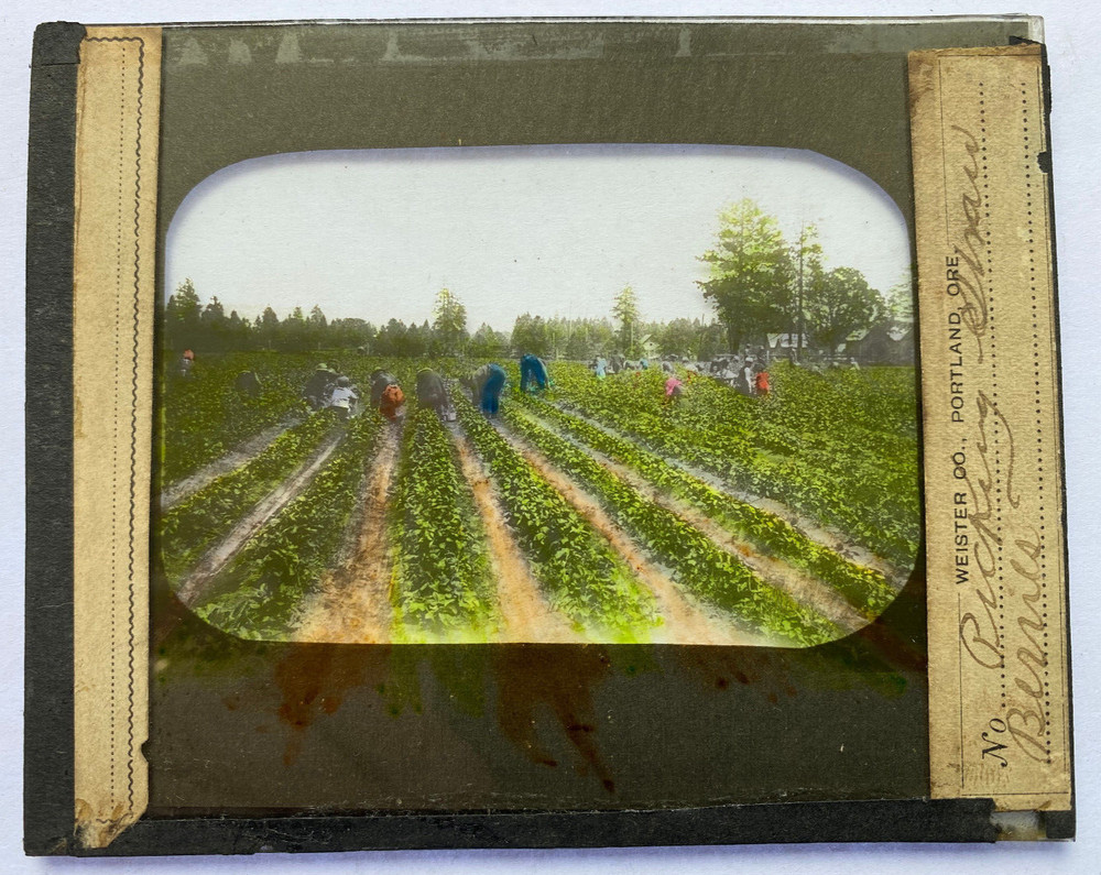 COLORED MAGIC LANTERN SLIDE 413 PICKING STRAWBERRIES ORE.? 1900s
