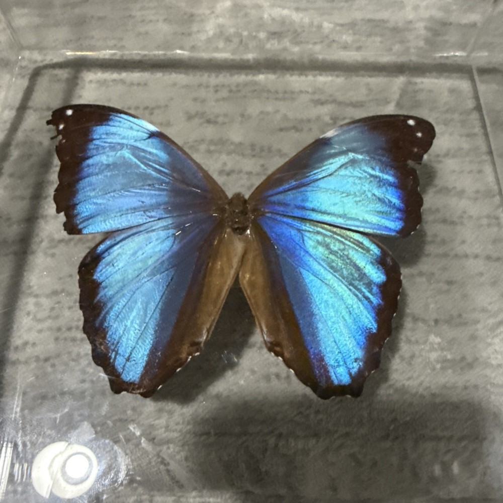 Butterfly In Plexiglass Display Case