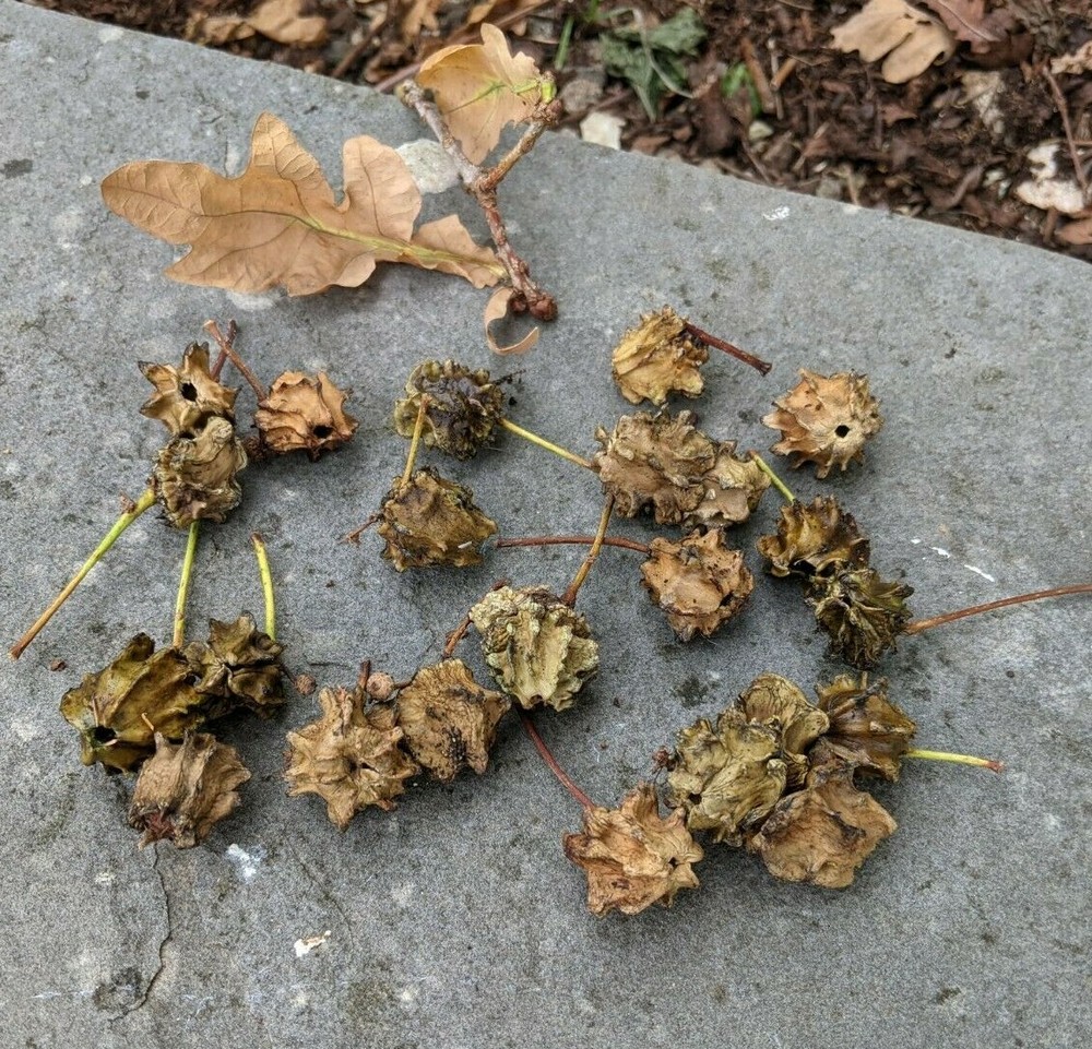 100x Knopper Oak Galls bundle. Ink making.