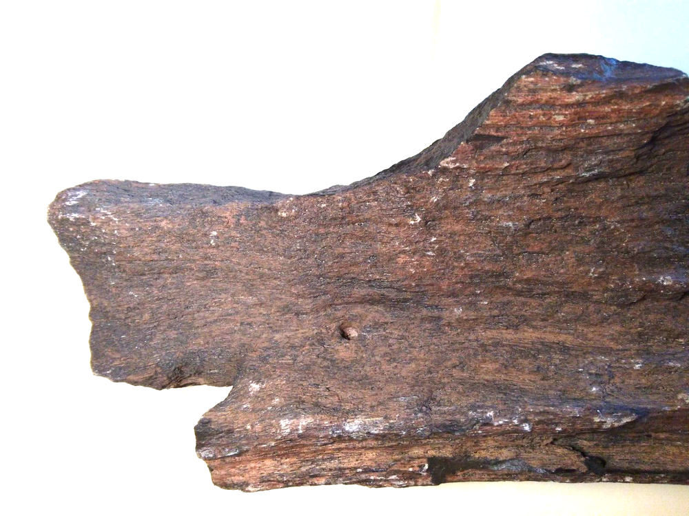 Petrified Wood Rough- Over 5-1/4 lbs.
