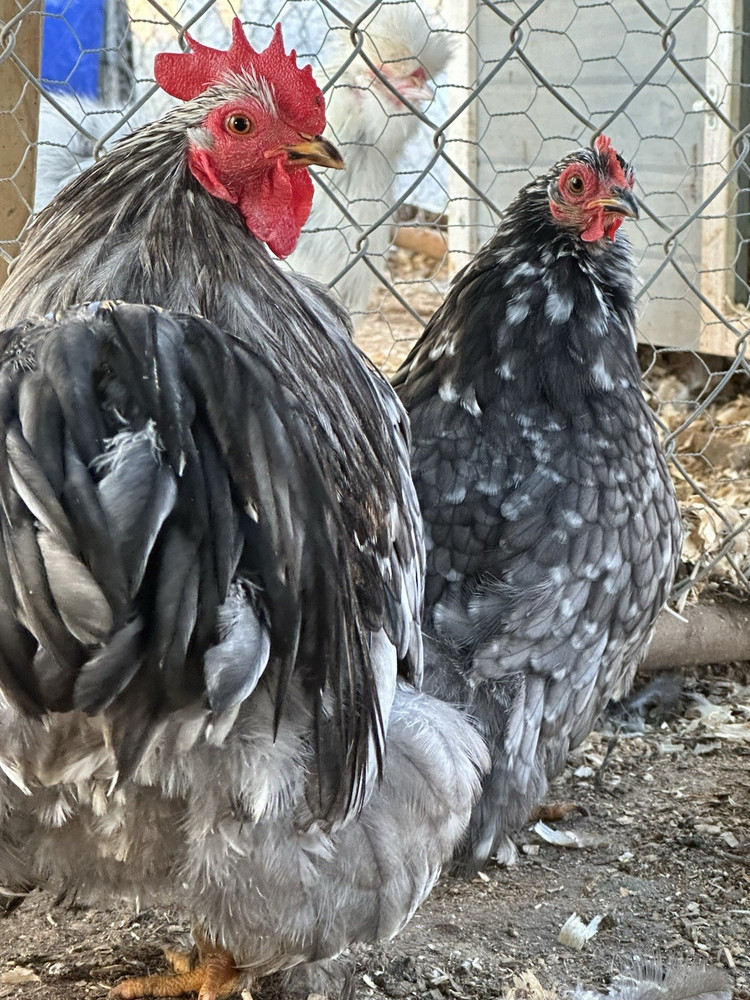 Bantam Cochin blue/black mottled Hatching Eggs