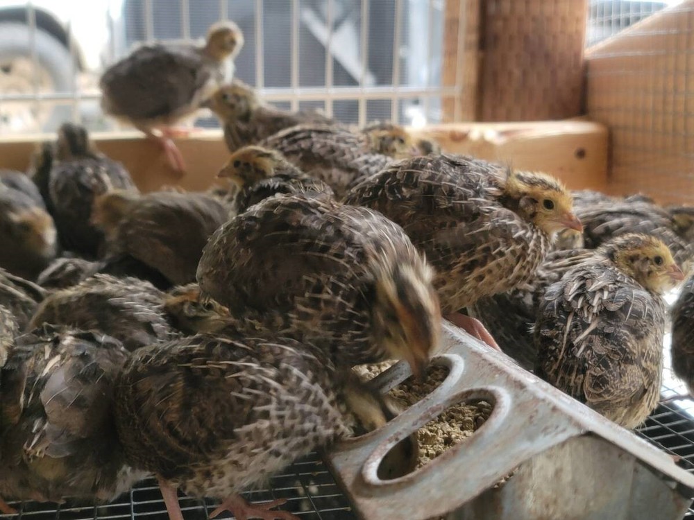 24 Fertile Coturnix Quail Hatching Eggs
