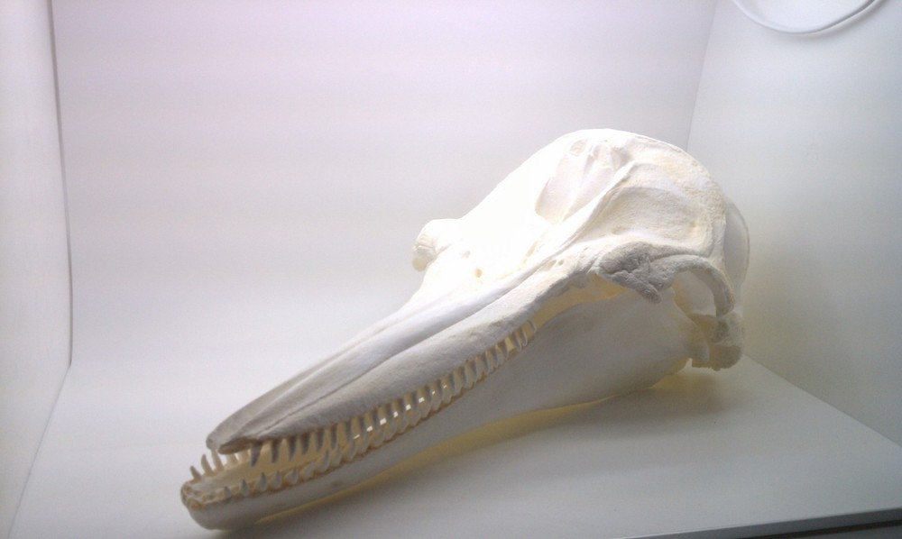 Bottlenose Dolphin Skull Replica