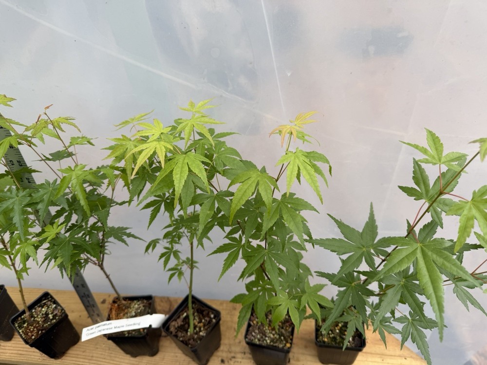 6 Japanese Maple Seedlings