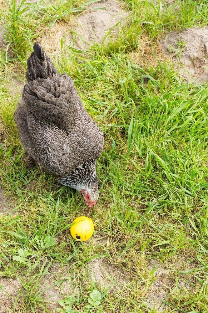 Lixit Chicken Feed Toy