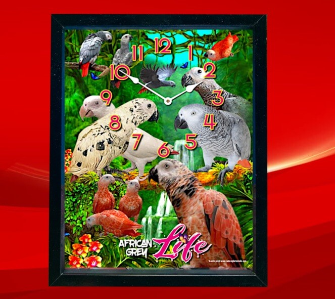 african grey parrot Clock