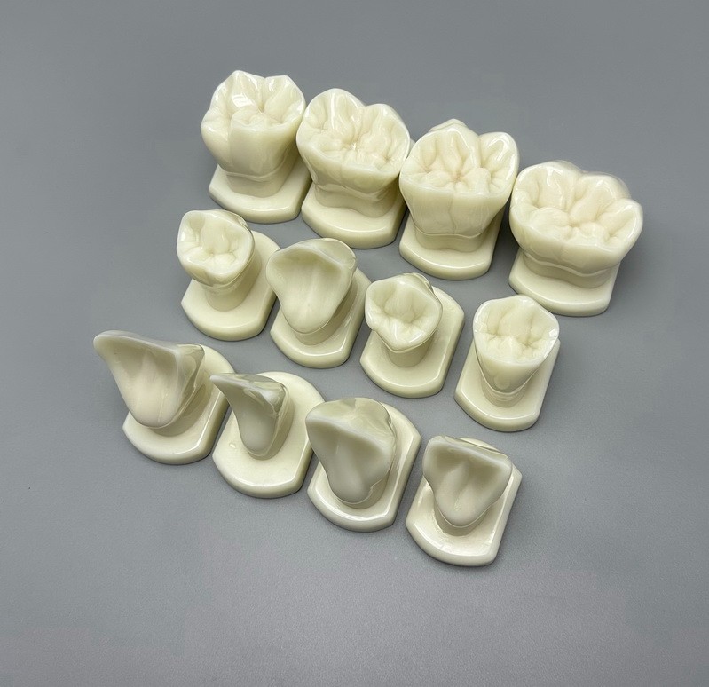 Comparison Carving Permanent Tooth Model Student Practice Study Tools