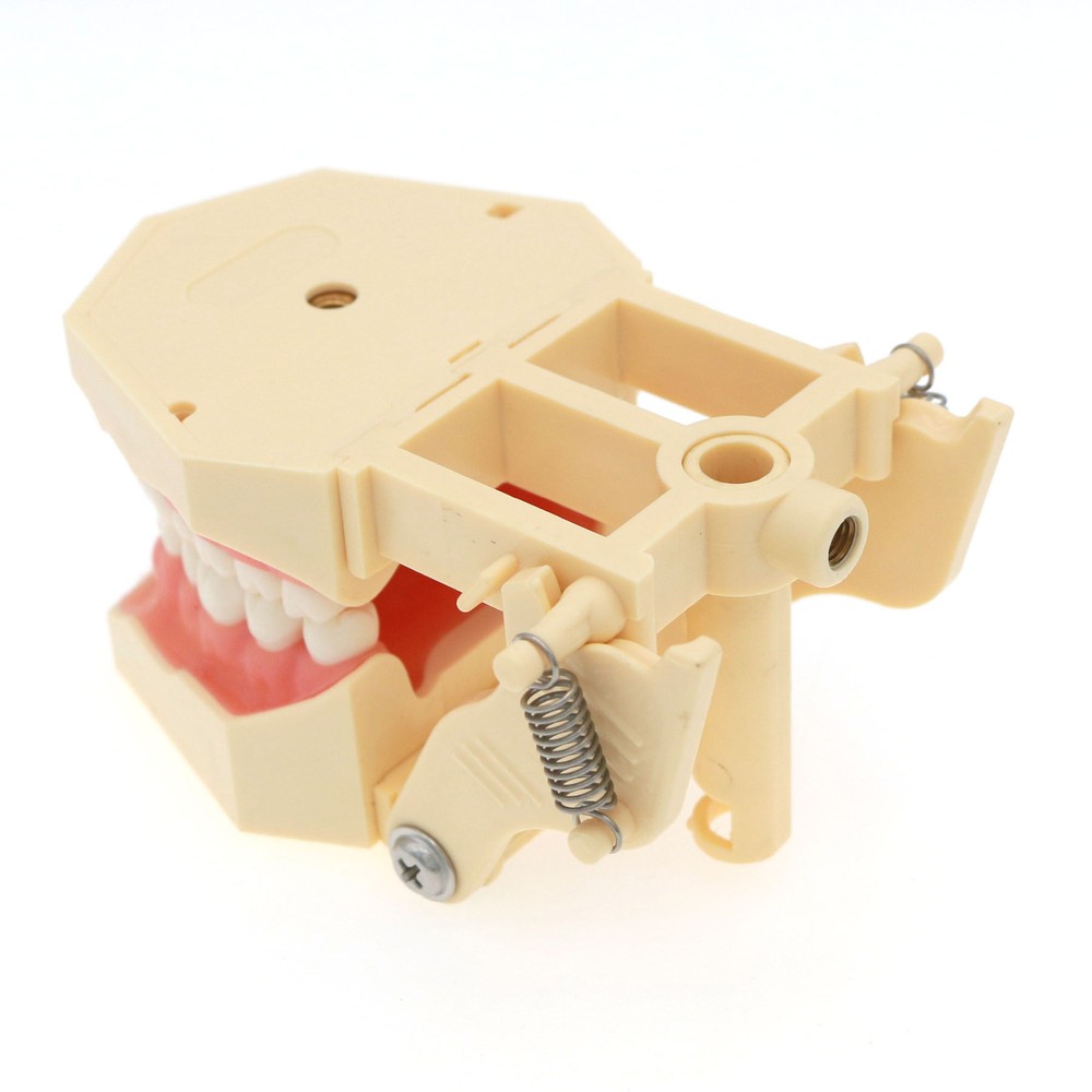 Frasaco AG3 Typodont Model Dental 32PCS Teeth Replacement Restorative Training