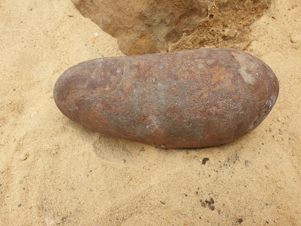 Fossil Macroolithus yaotunensis dinosaur egg fossil specimen