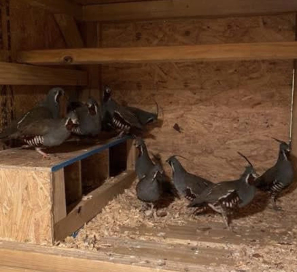*Pre-Sale (12) Mountain Quail Hatch Eggs