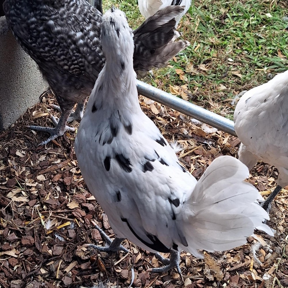 F2 Zombie Hatching Eggs (6) NPIP Certified